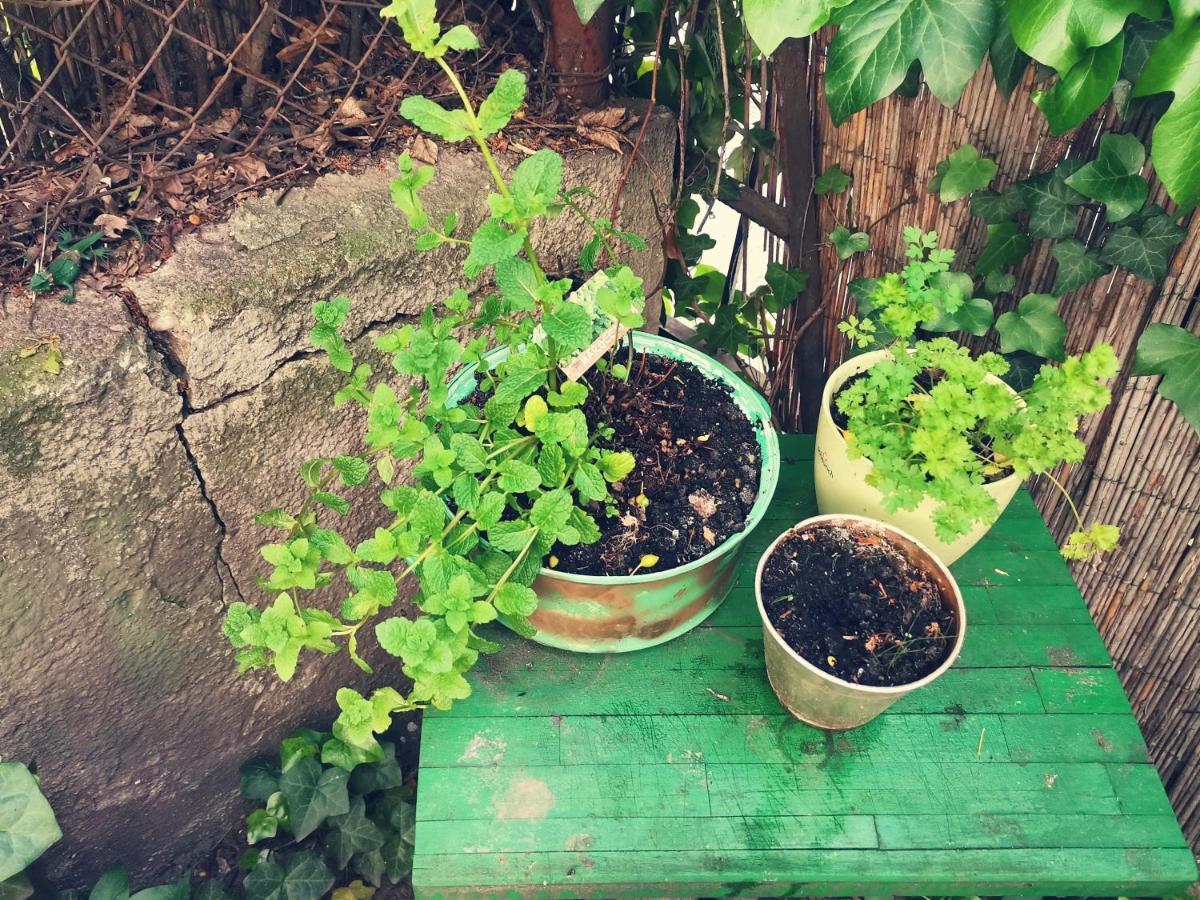 Flat In Historic Villa With Your Own Private Garden, Near City Park บูดาเปสต์ ภายนอก รูปภาพ